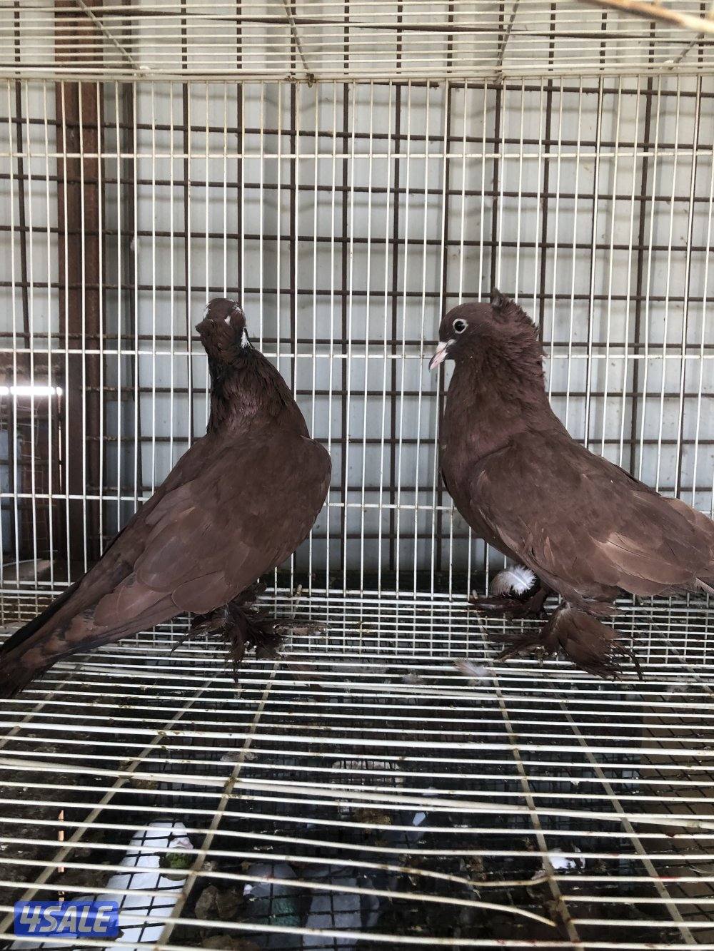 للبيع حمام بغدادي اربع ازواج5