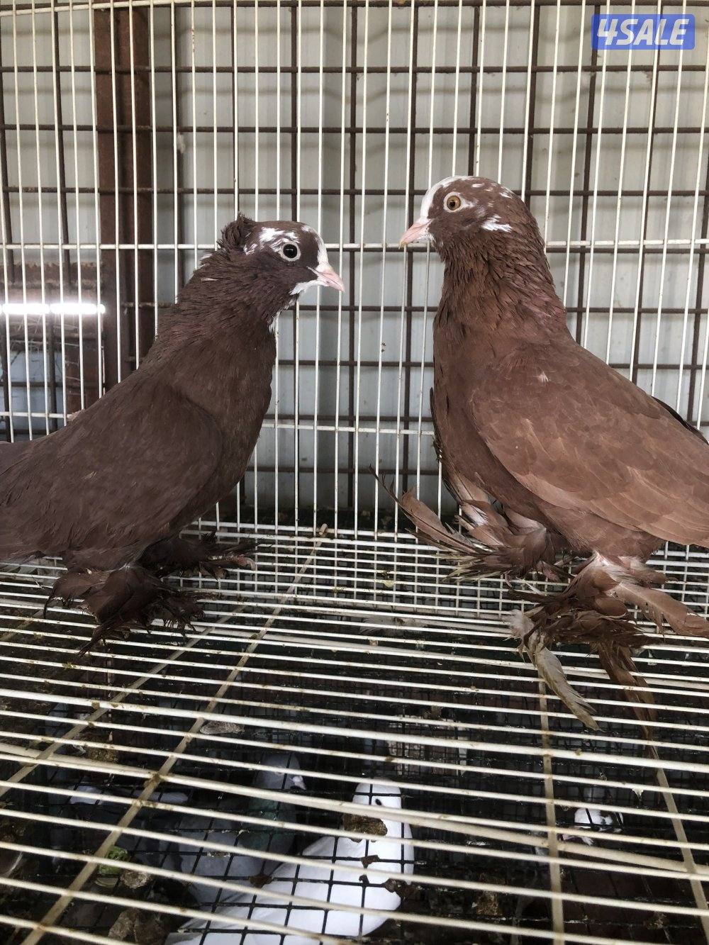 للبيع حمام بغدادي اربع ازواج6
