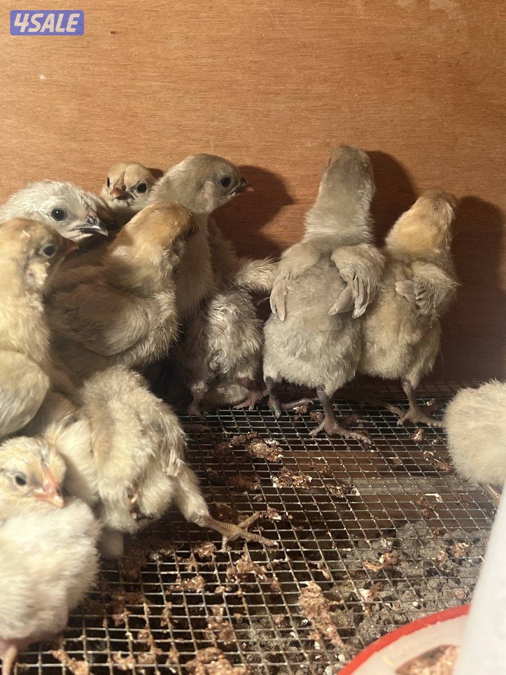 متوفر فروخ فيومي قولد0