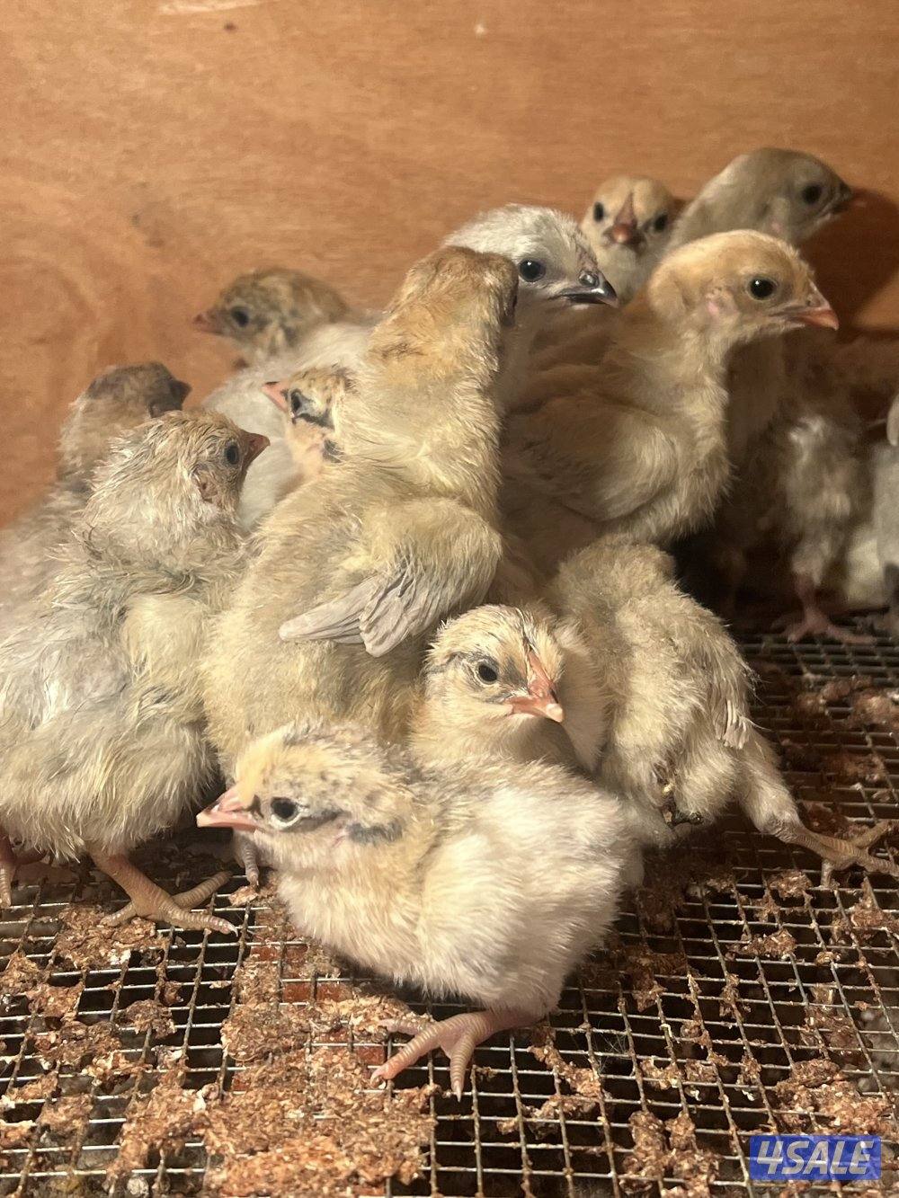 متوفر فروخ فيومي قولد1