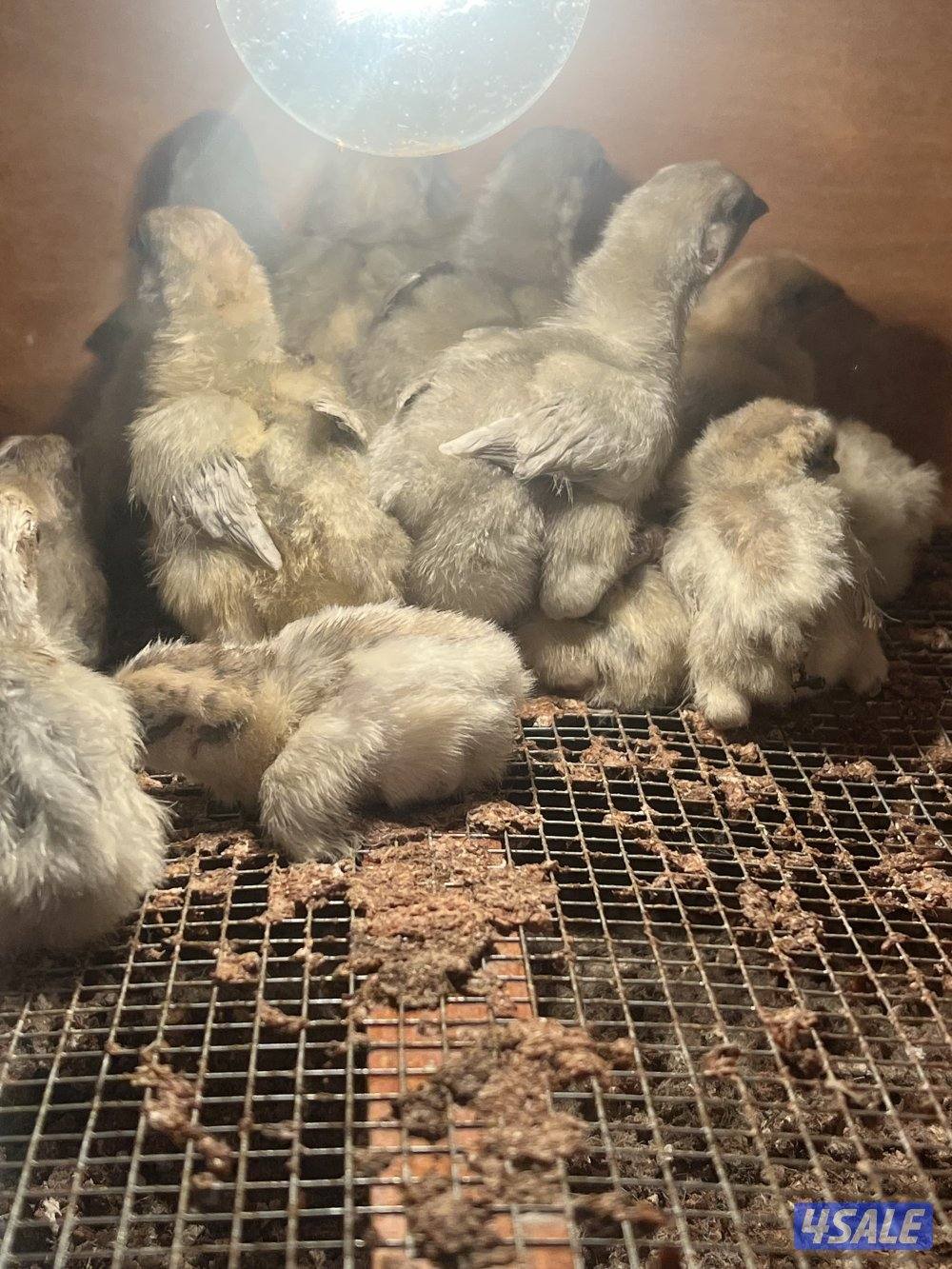 متوفر فروخ فيومي قولد3