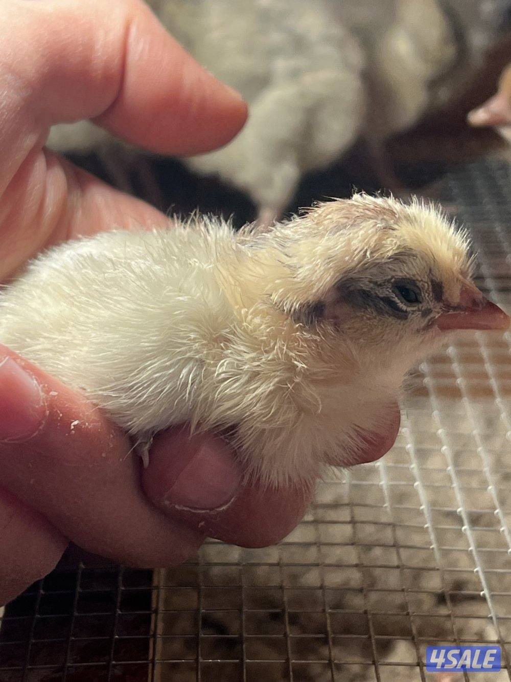 متوفر فروخ فيومي قولد4