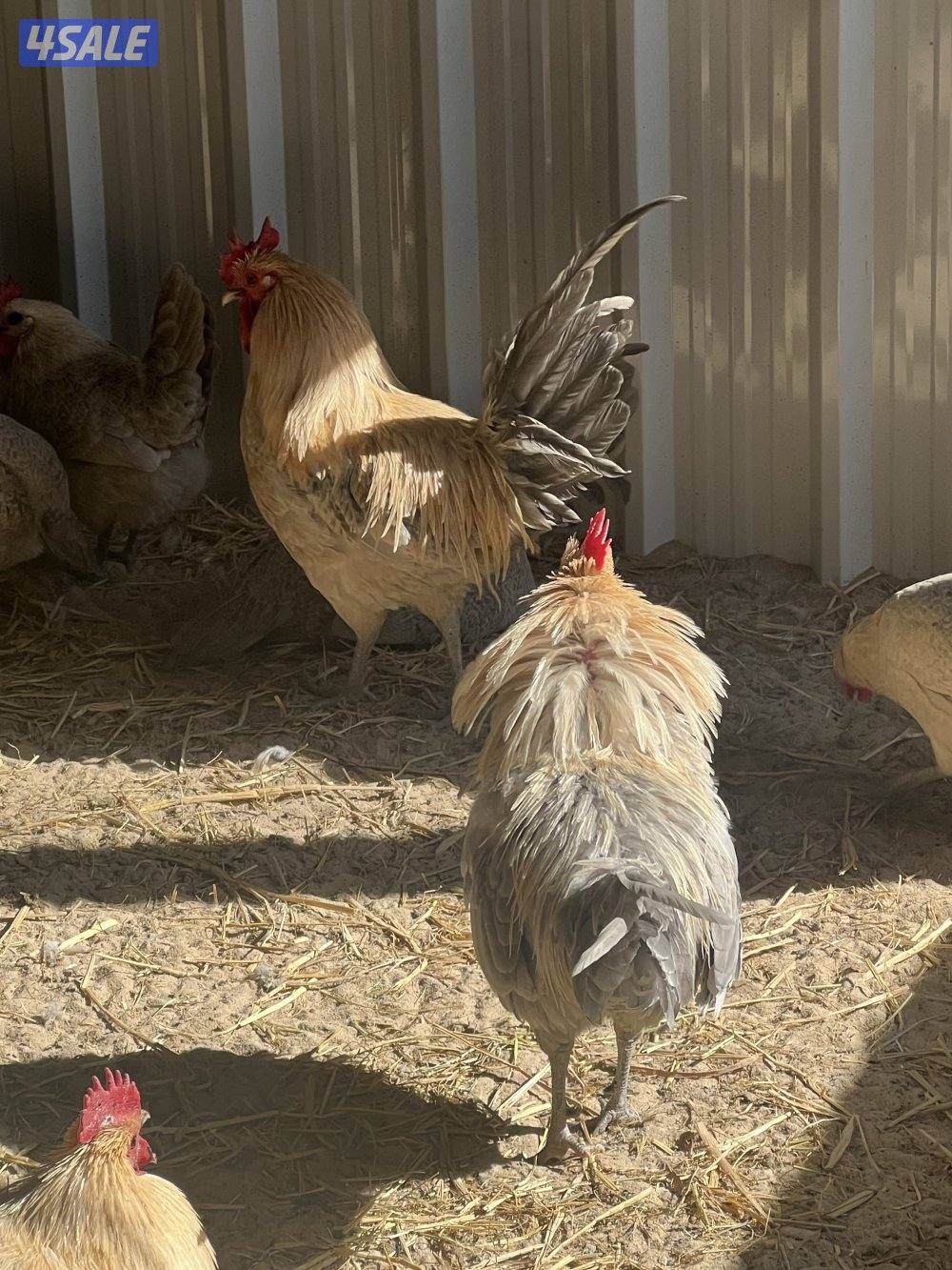 متوفر فروخ فيومي قولد5