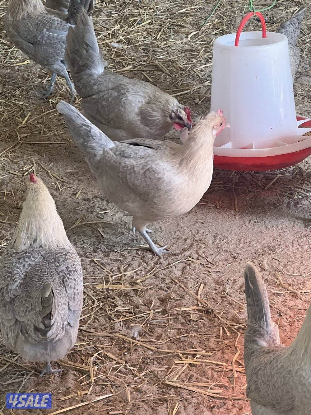 متوفر فروخ فيومي قولد6