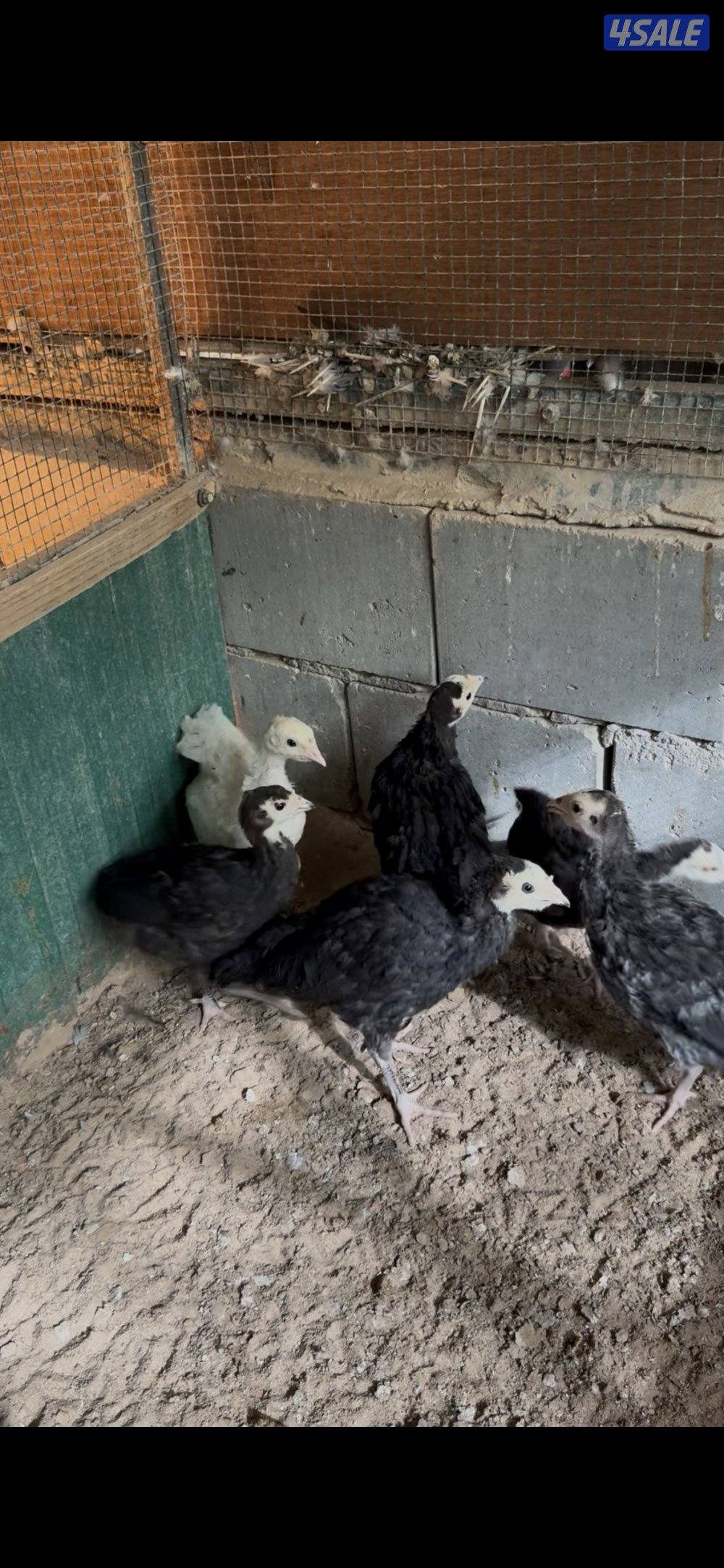 فري رومي فيومي0