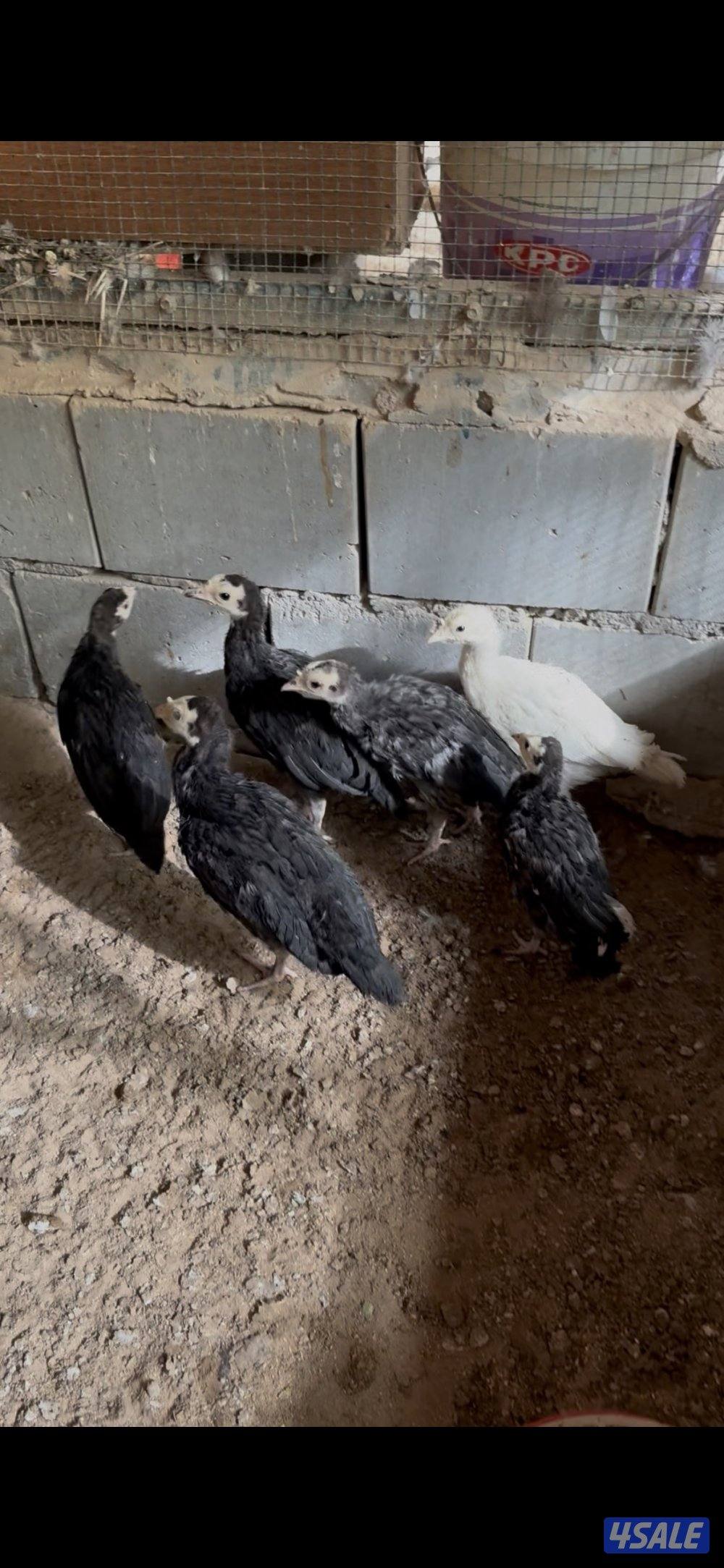 فري رومي فيومي1