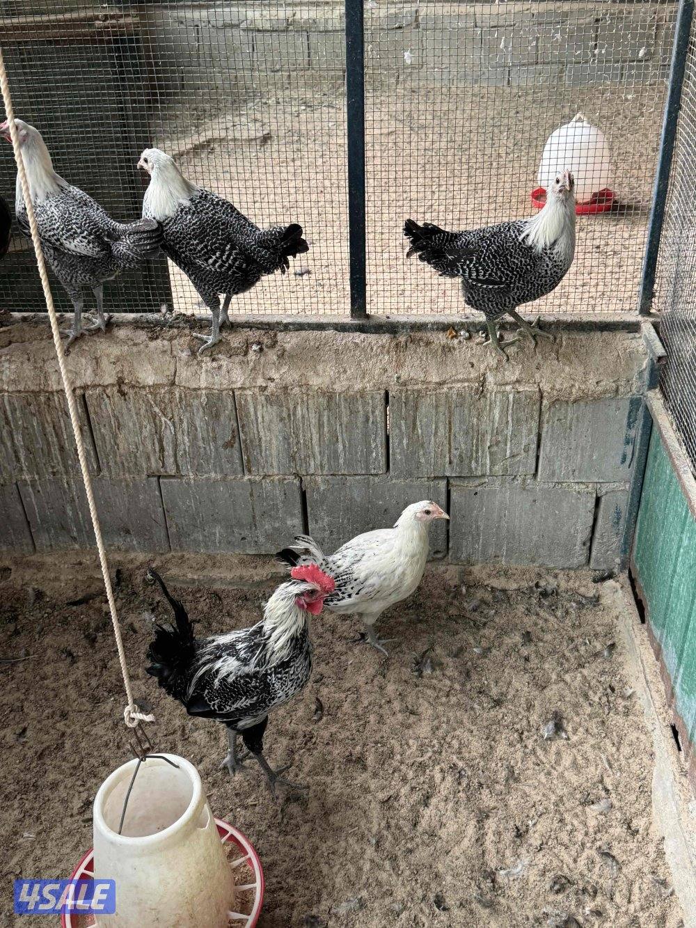 فري رومي فيومي2