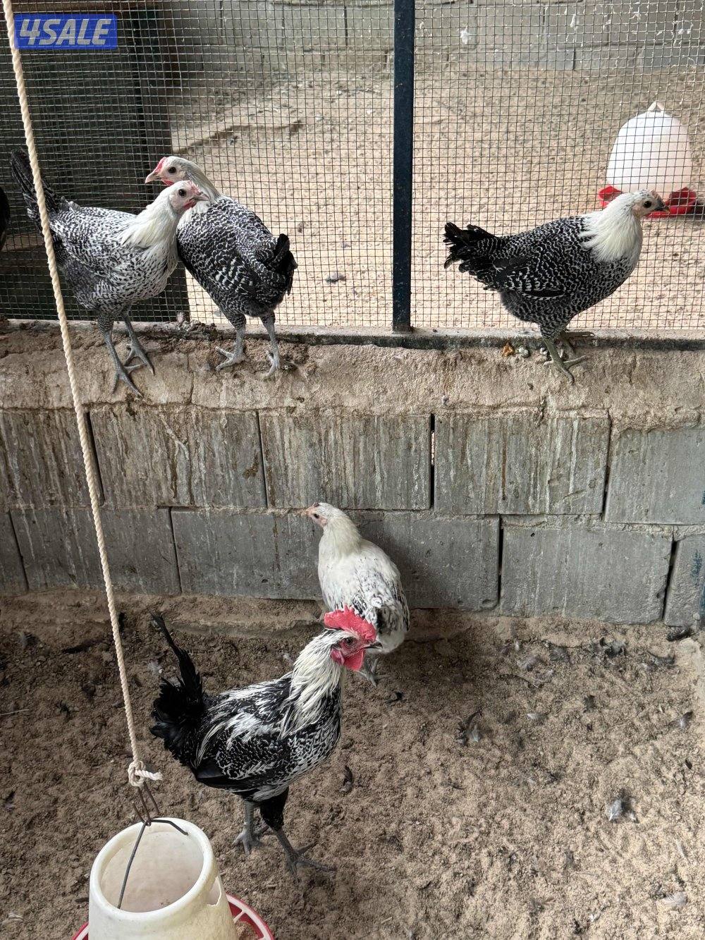 فري رومي فيومي3