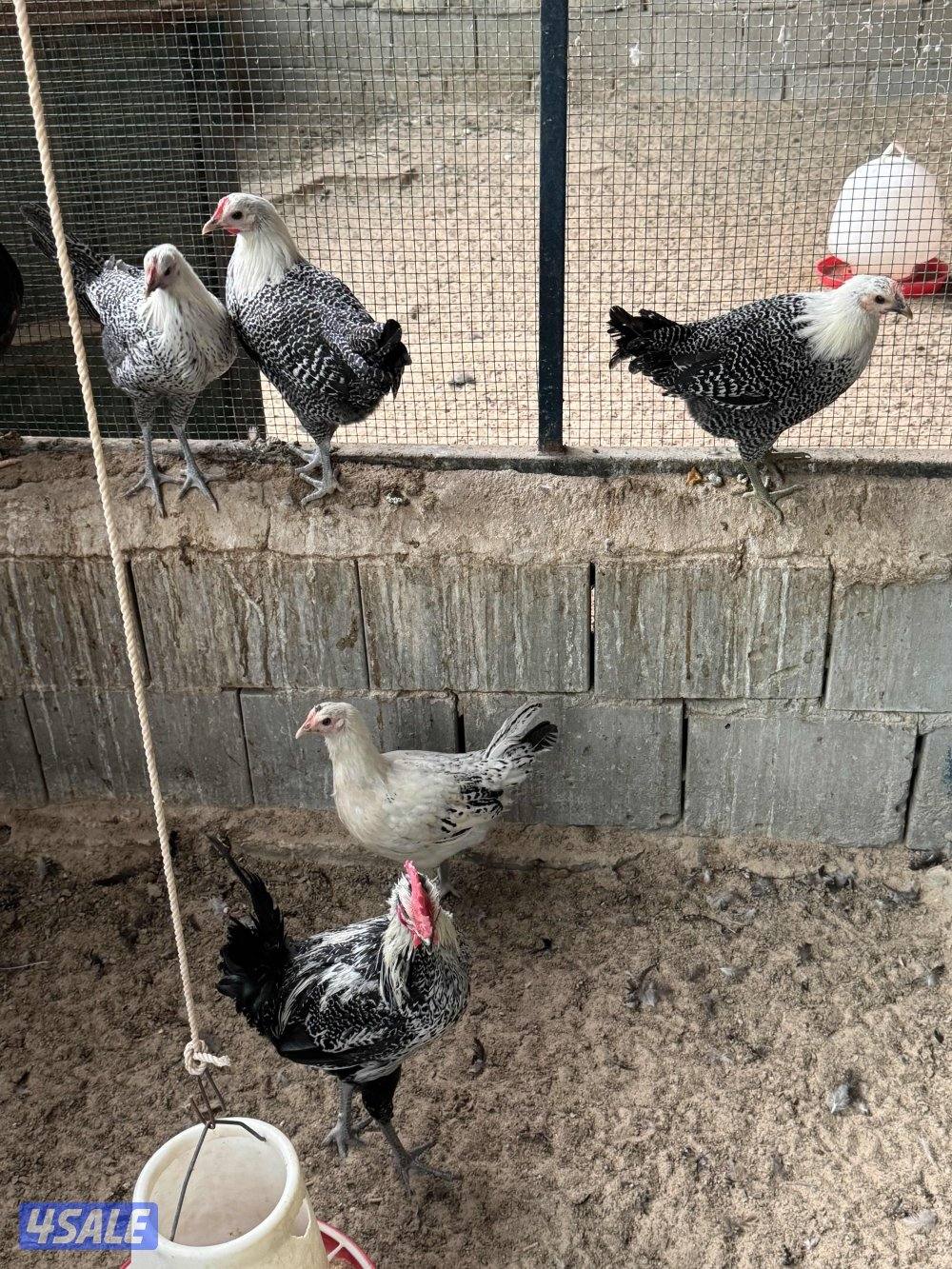 فري رومي فيومي4