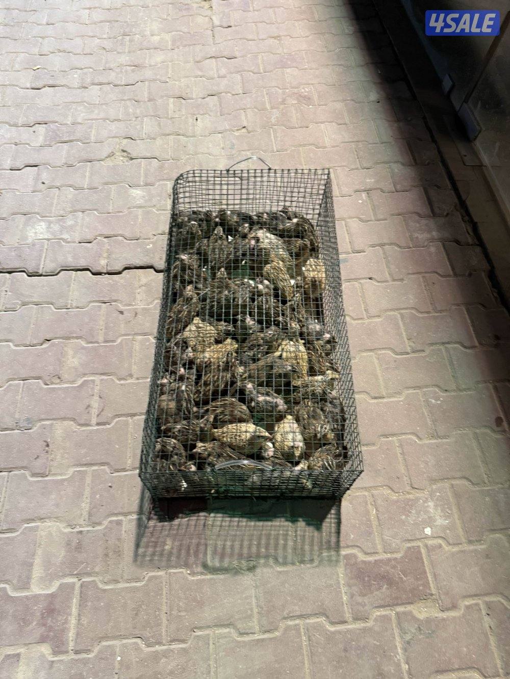 فري رومي فيومي5