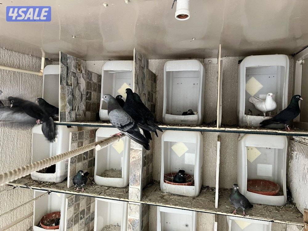 للبيع وقواق صنعاوي2