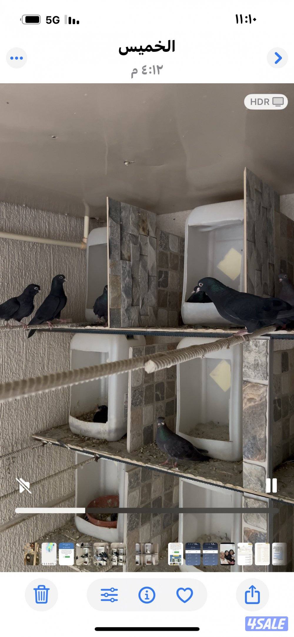 للبيع وقواق صنعاوي3