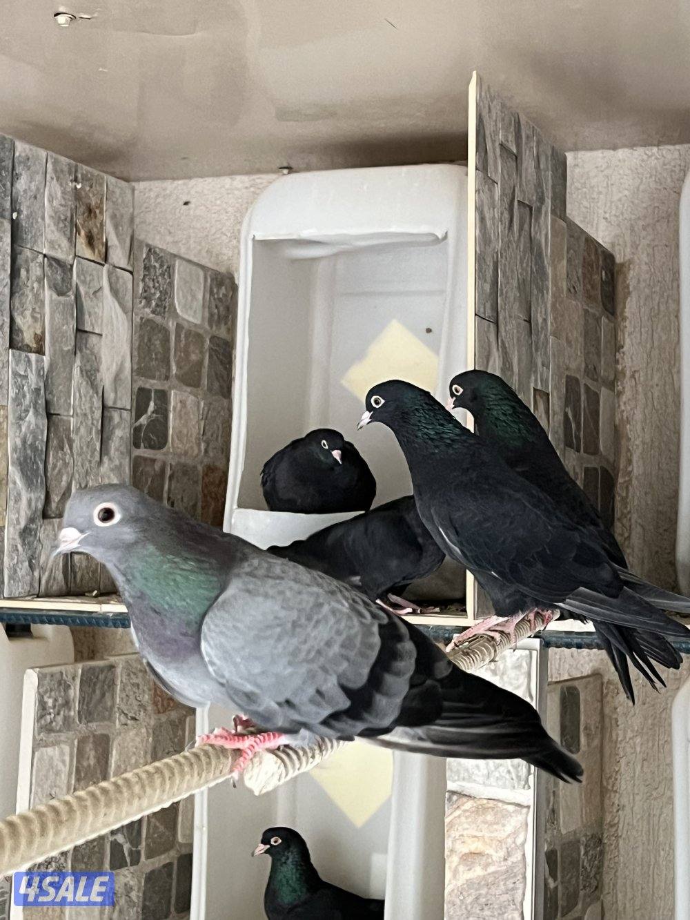 للبيع وقواق صنعاوي4