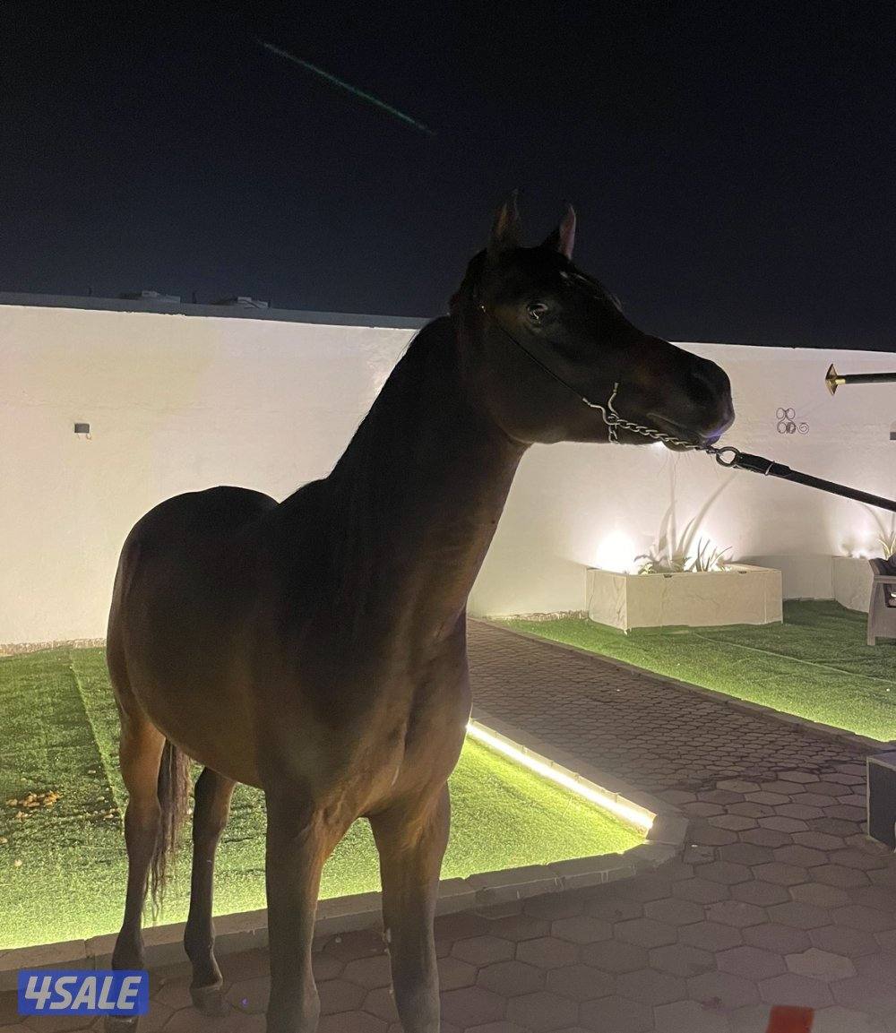 حصان بولش كوميت شرط سلم0