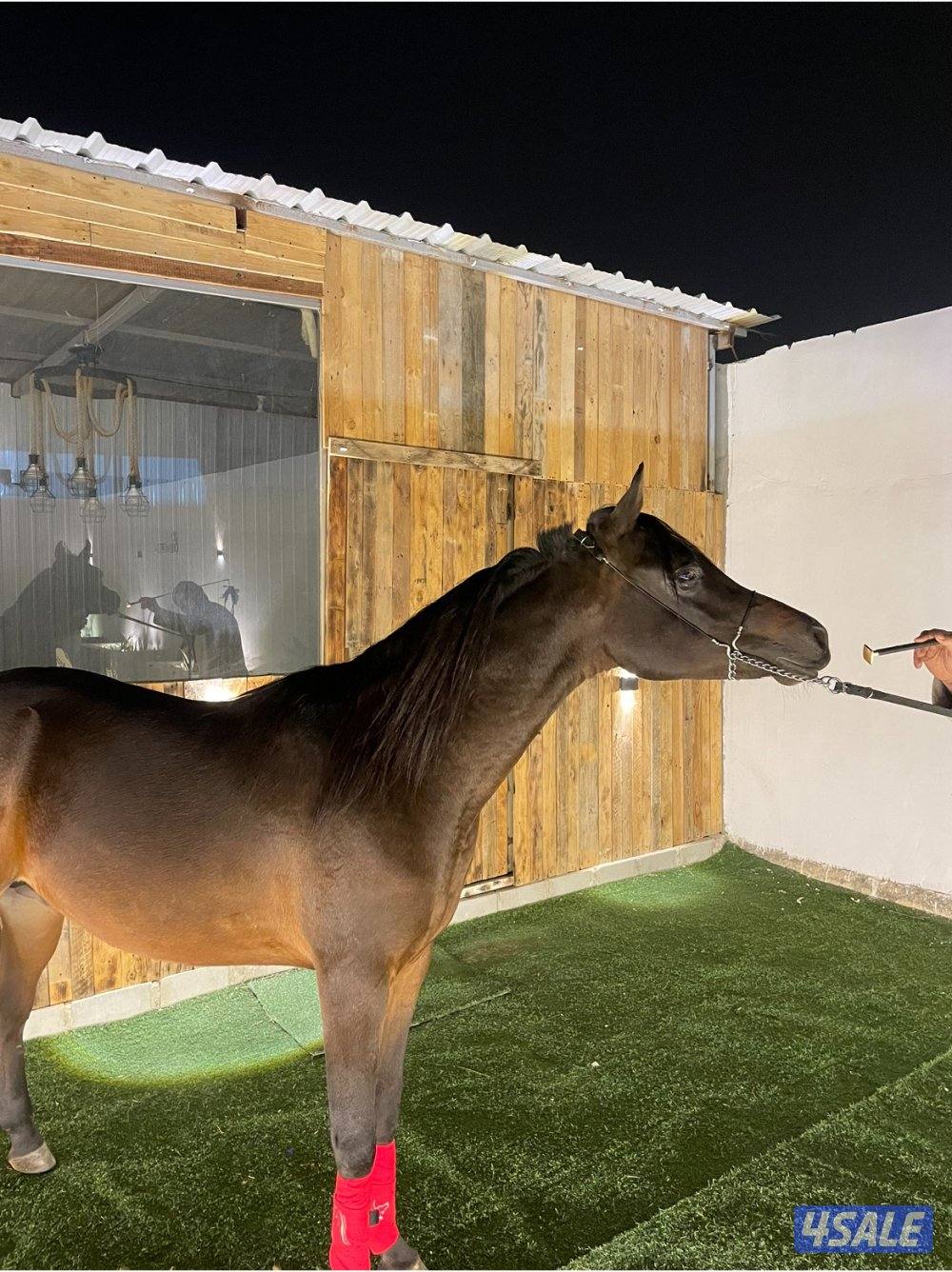 حصان بولش كوميت شرط سلم1