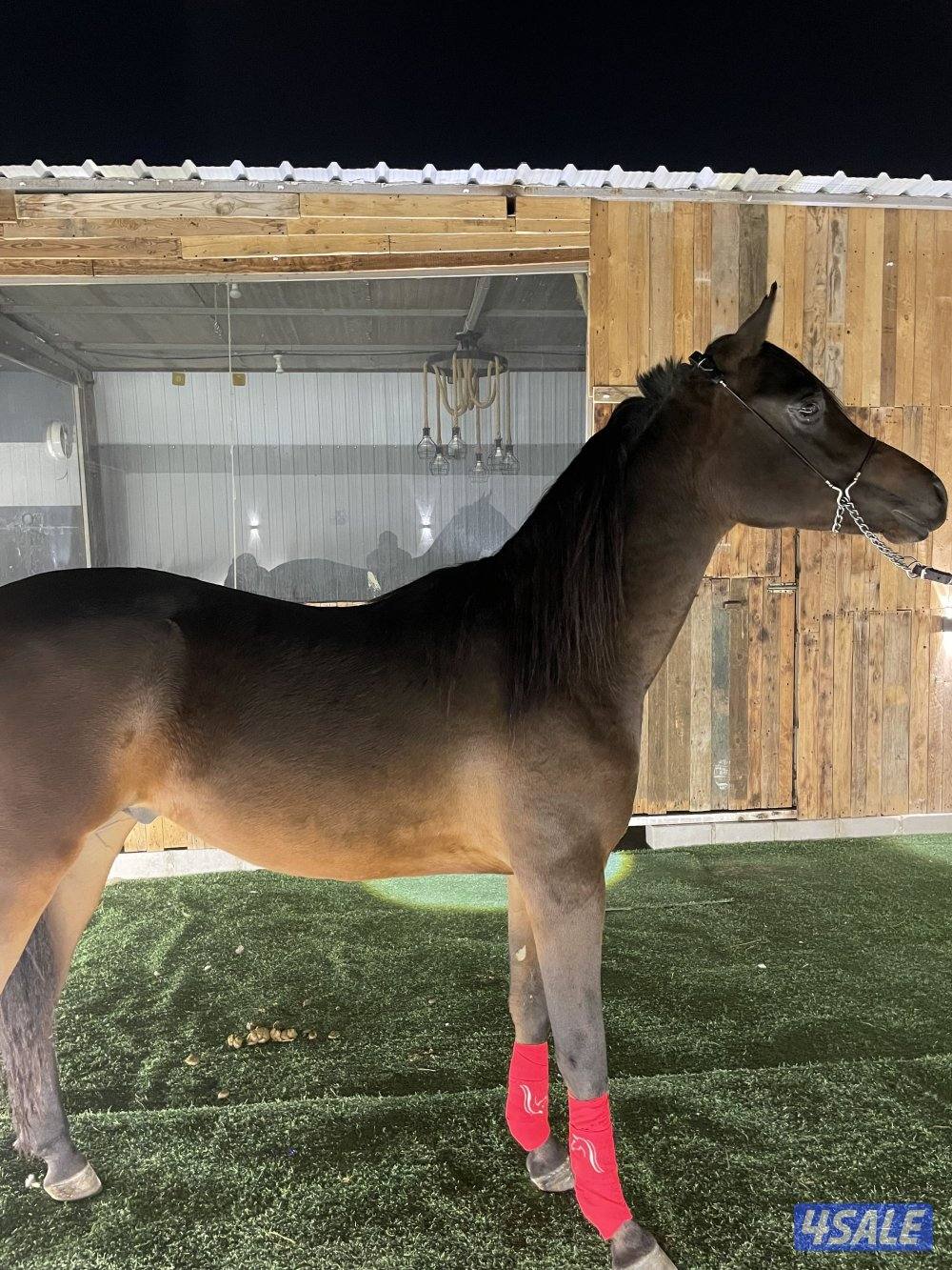 حصان بولش كوميت شرط سلم2