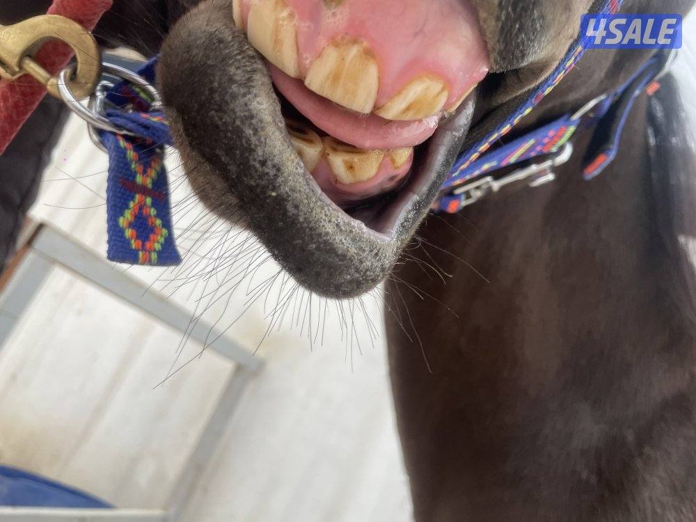 حصان بولش كوميت شرط سلم3