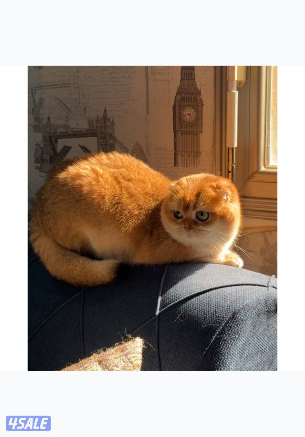 سكوتش فولد0