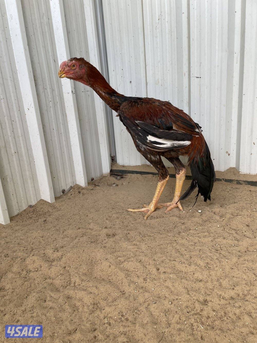 للبيع دجاج هنود0
