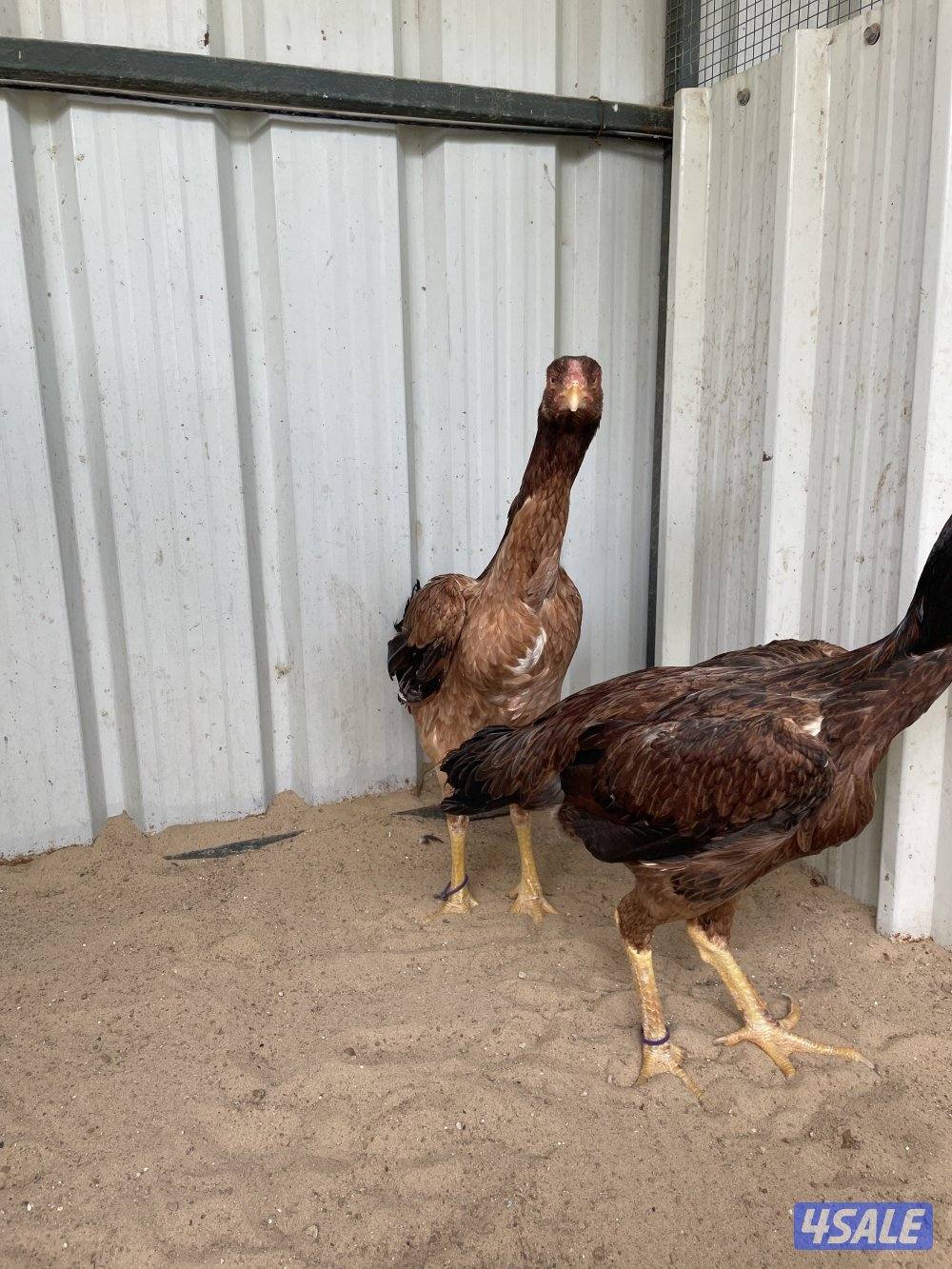 للبيع دجاج هنود1