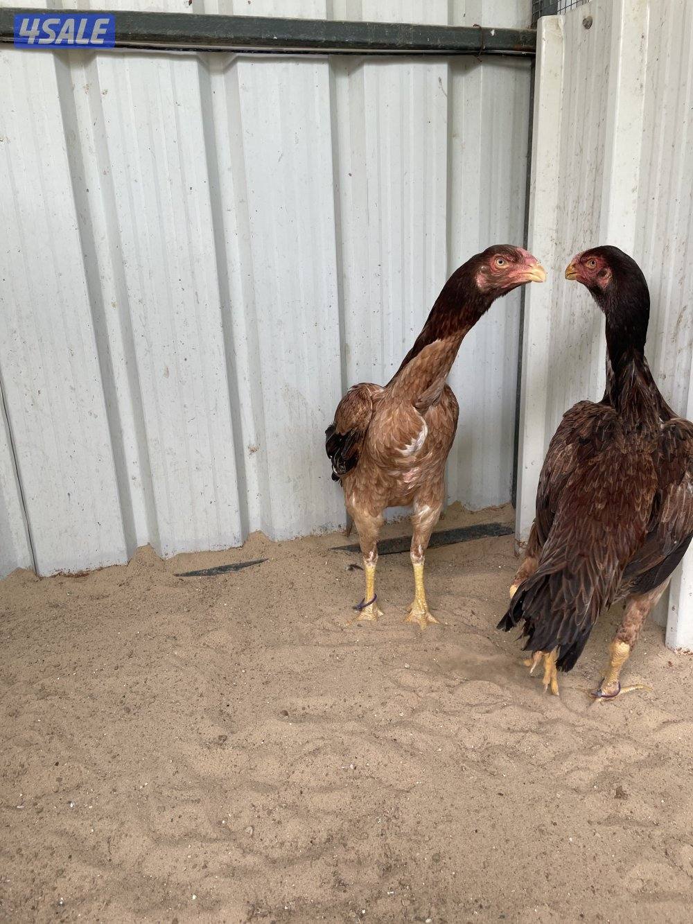 للبيع دجاج هنود2