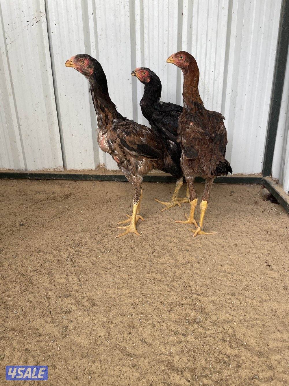 للبيع دجاج هنود3
