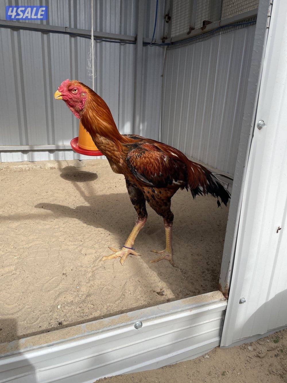 للبيع دجاج هنود4