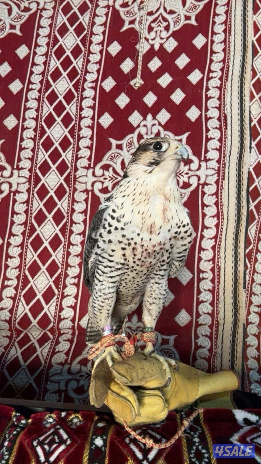 جير تبع جريز فالكون0