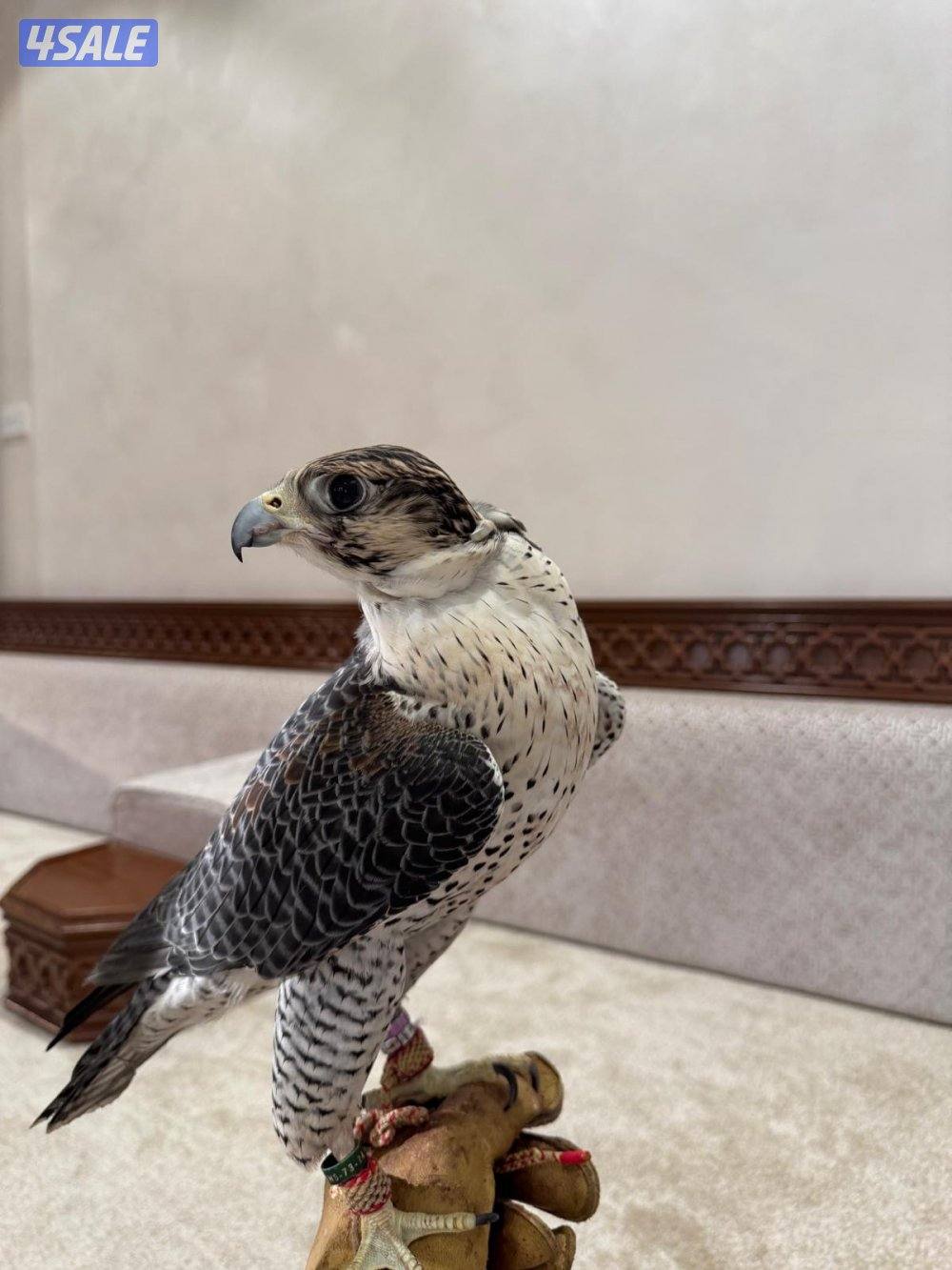 جير تبع جريز فالكون1