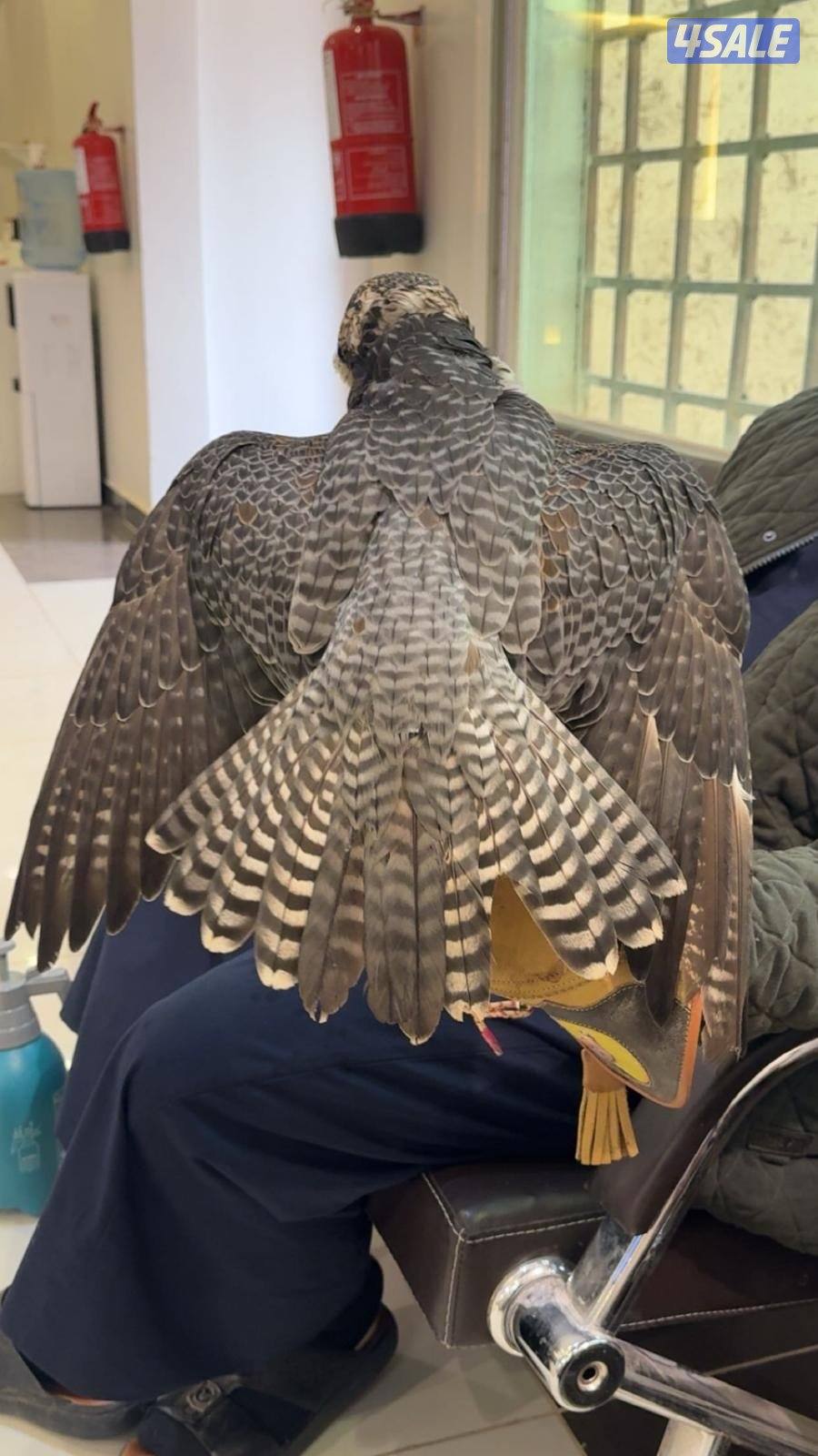 جير تبع جريز فالكون2