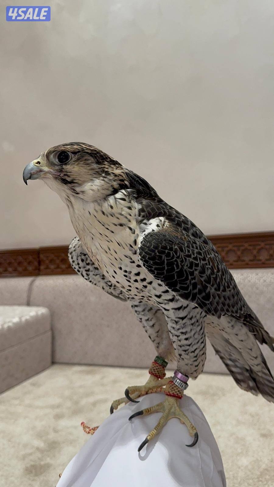 جير تبع جريز فالكون3