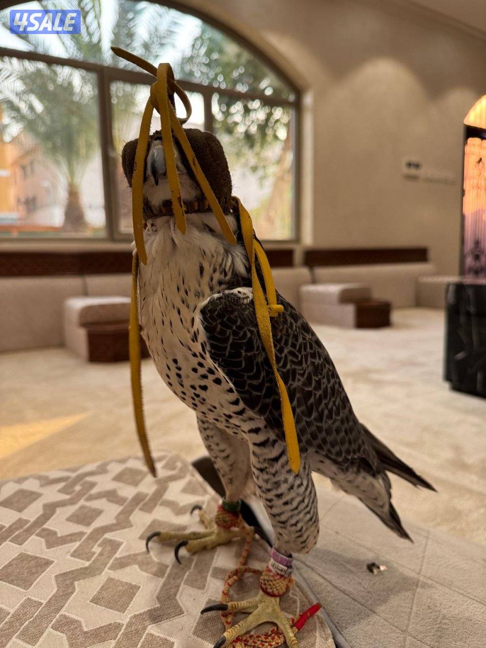 جير تبع جريز فالكون4