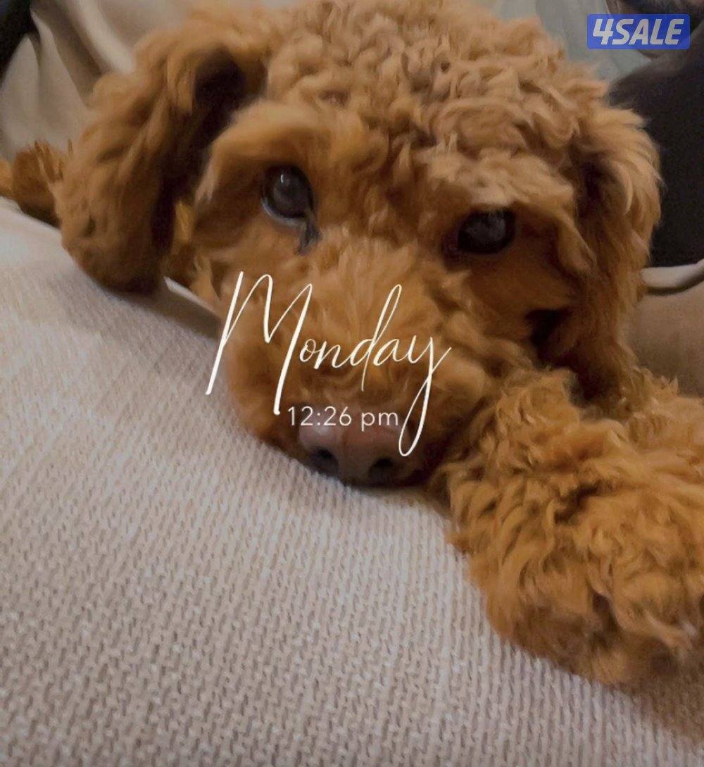 Poodle female 1 yr 60