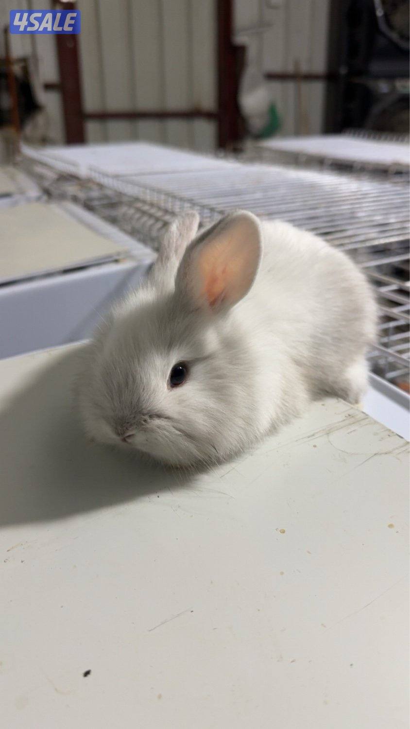 ارنب مع عيالها0