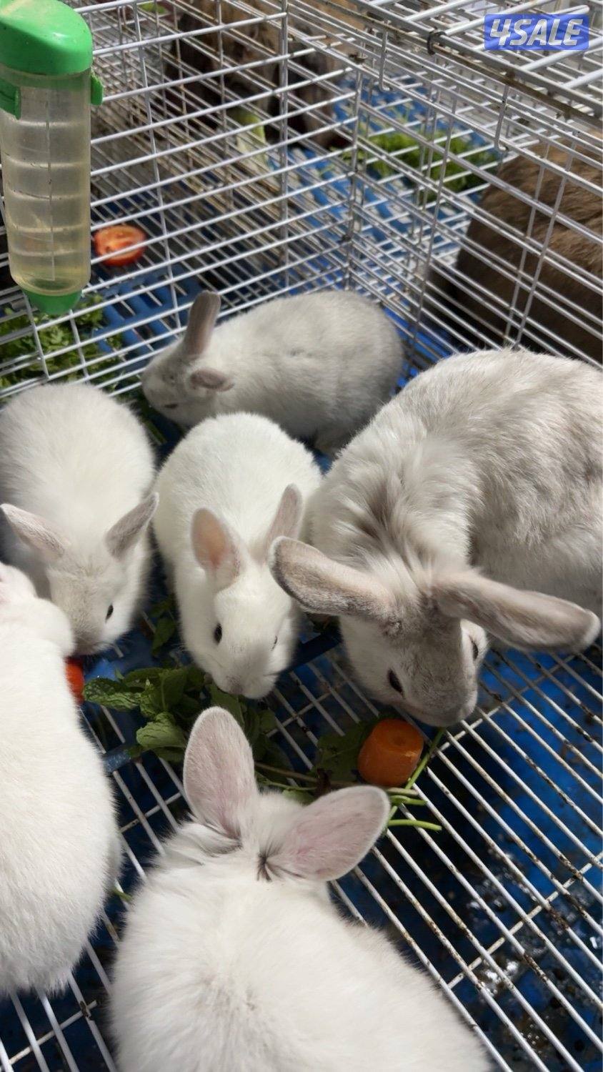 ارنب مع عيالها1