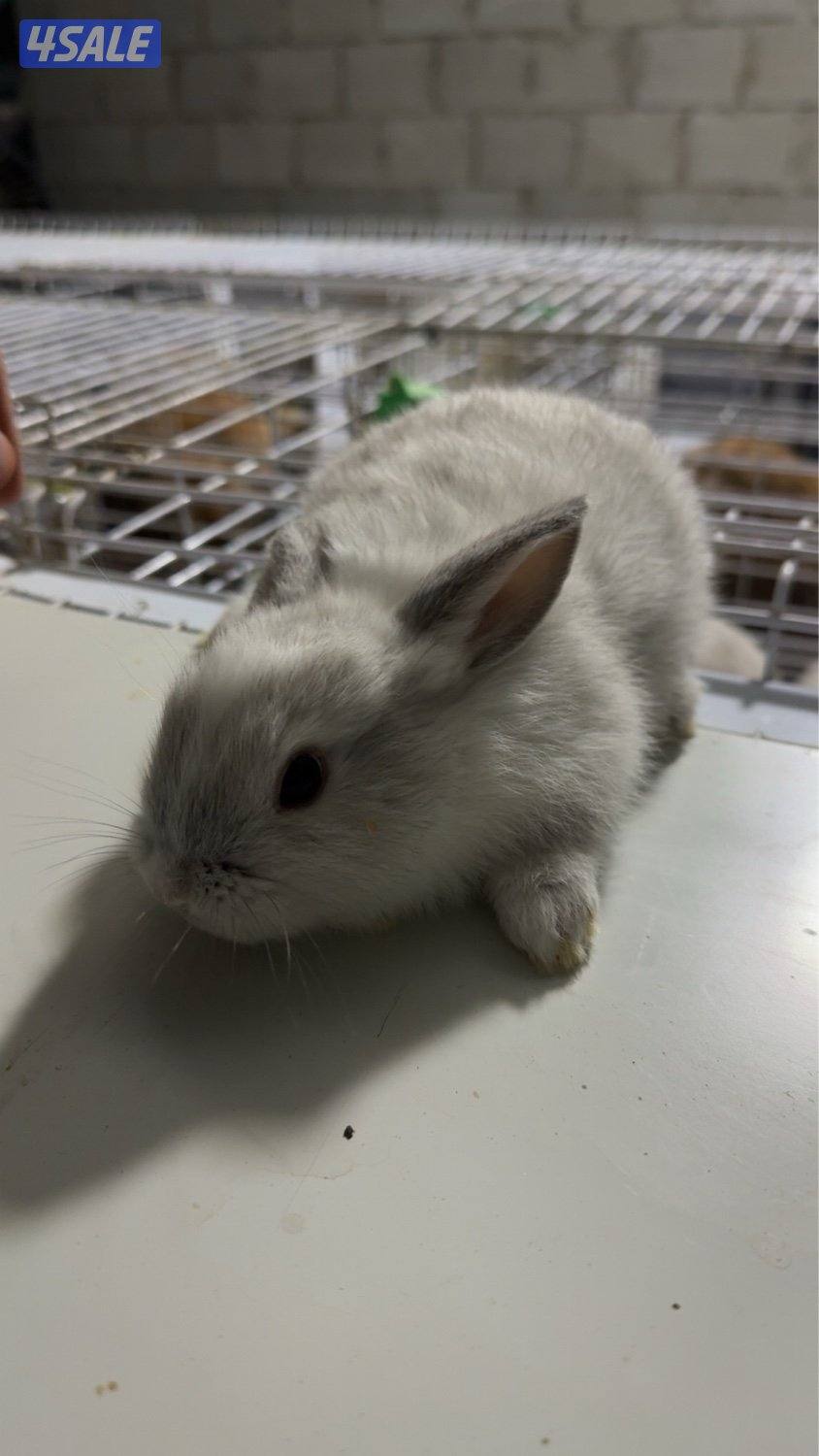 ارنب مع عيالها3