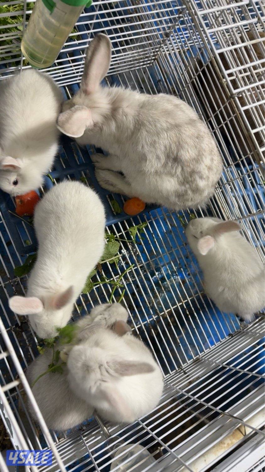 ارنب مع عيالها4