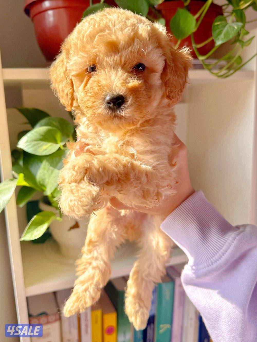 - جراء بودل عاليه المستوي - Top quality poodle0