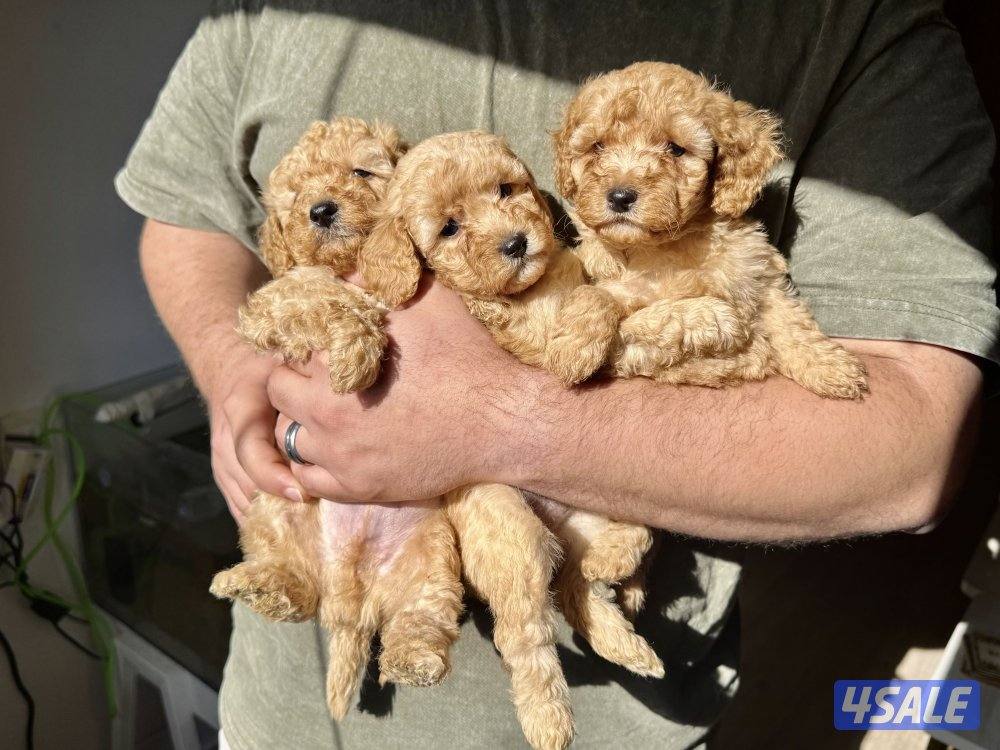 - جراء بودل عاليه المستوي - Top quality poodle1