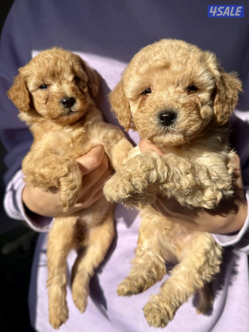 - جراء بودل عاليه المستوي - Top quality poodle2