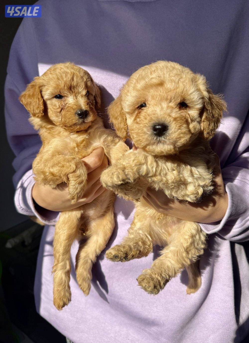 - جراء بودل عاليه المستوي - Top quality poodle3