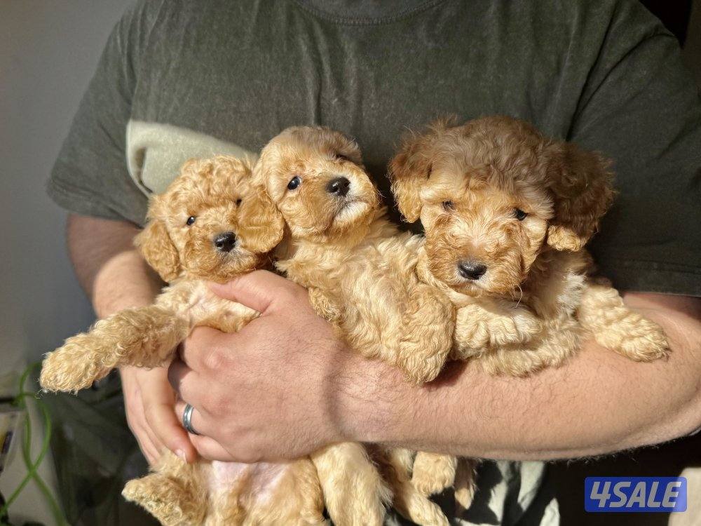 - جراء بودل عاليه المستوي - Top quality poodle4