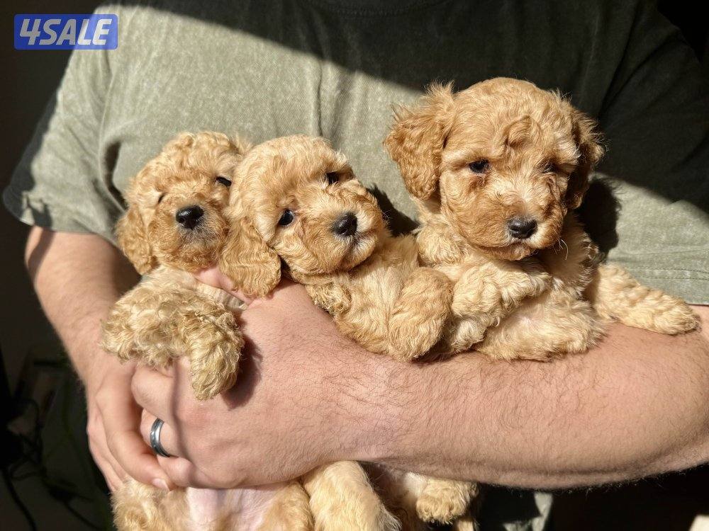 - جراء بودل عاليه المستوي - Top quality poodle5