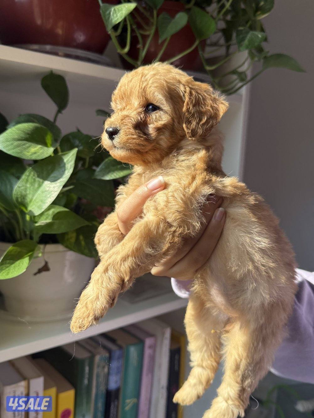 - جراء بودل عاليه المستوي - Top quality poodle6