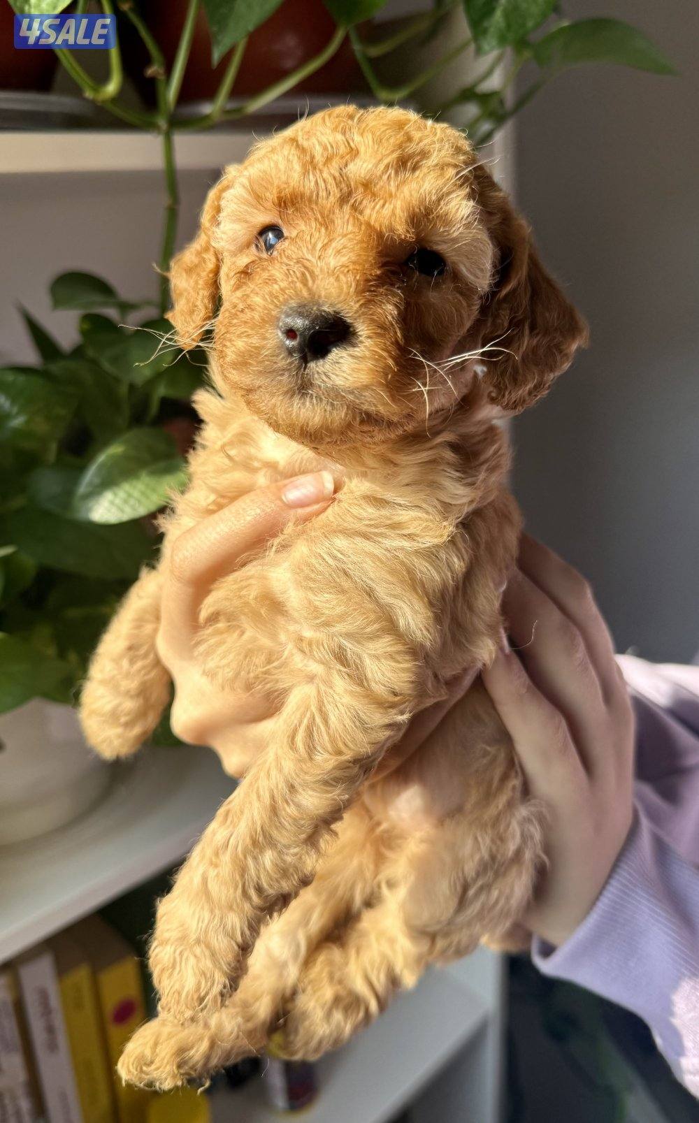 - جراء بودل عاليه المستوي - Top quality poodle7