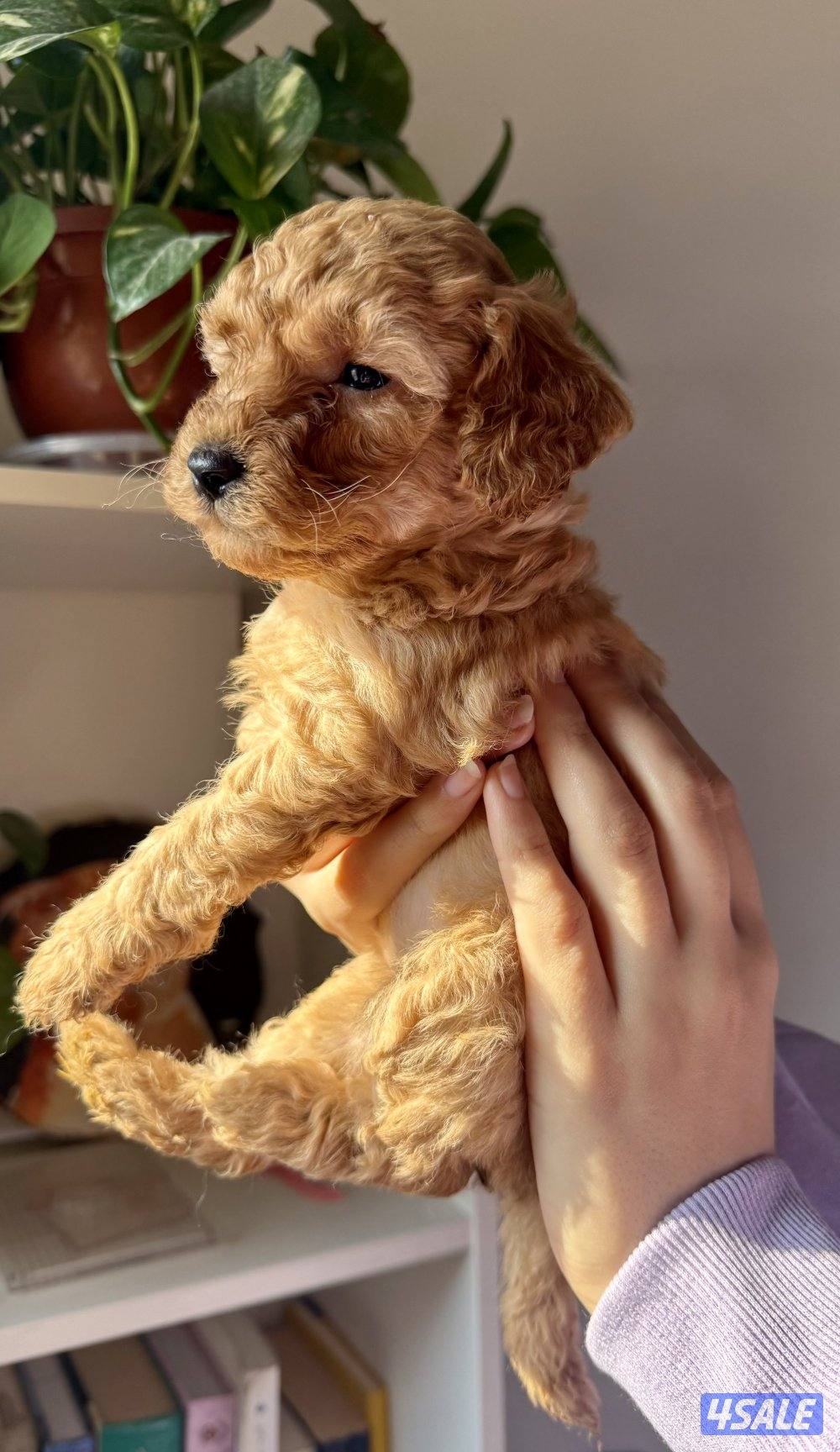- جراء بودل عاليه المستوي - Top quality poodle8
