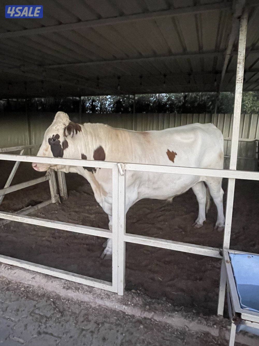 ثور طيب  سمين0