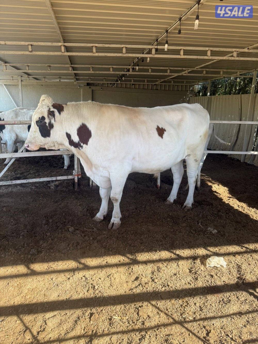 ثور طيب  سمين1