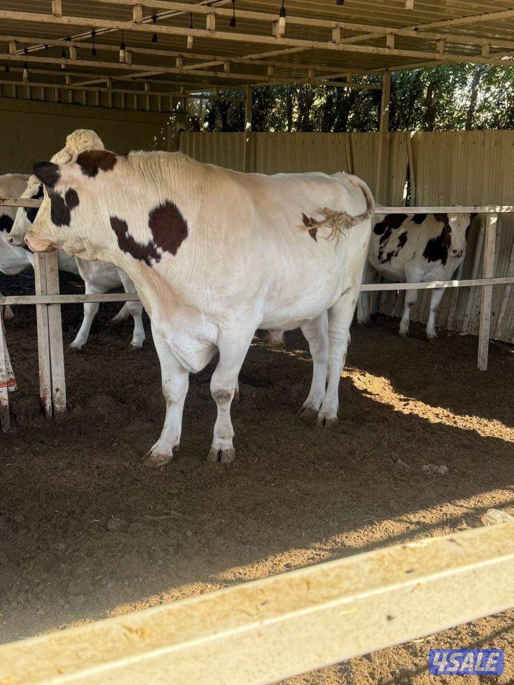 ثور طيب  سمين2