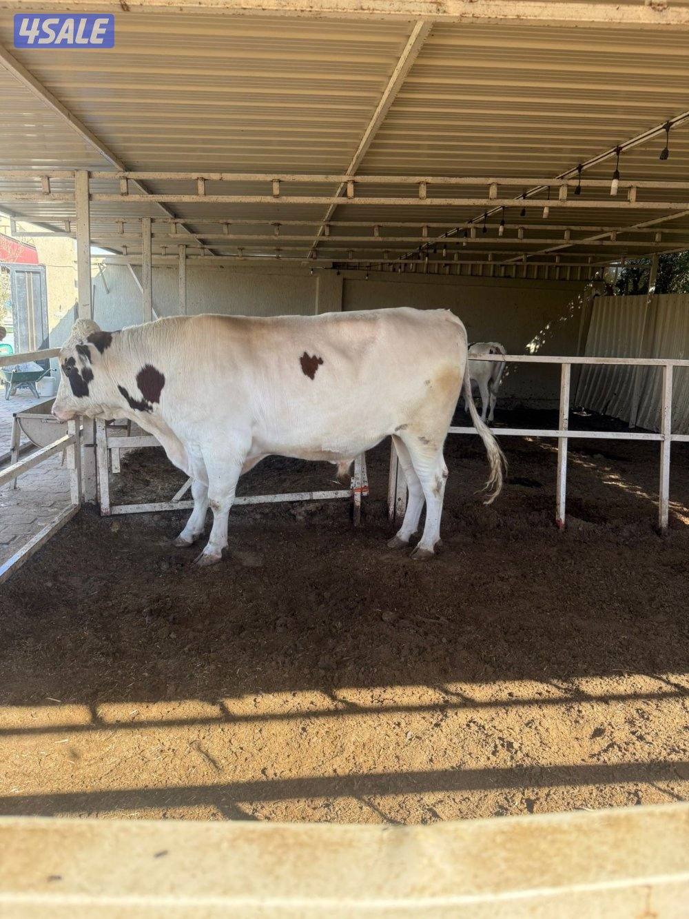 ثور طيب  سمين3